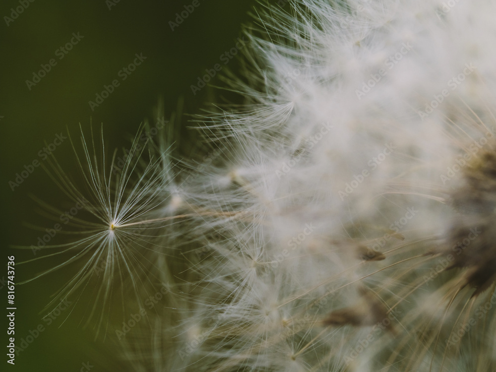 Fototapeta premium A closeup shot of dandelion seeds