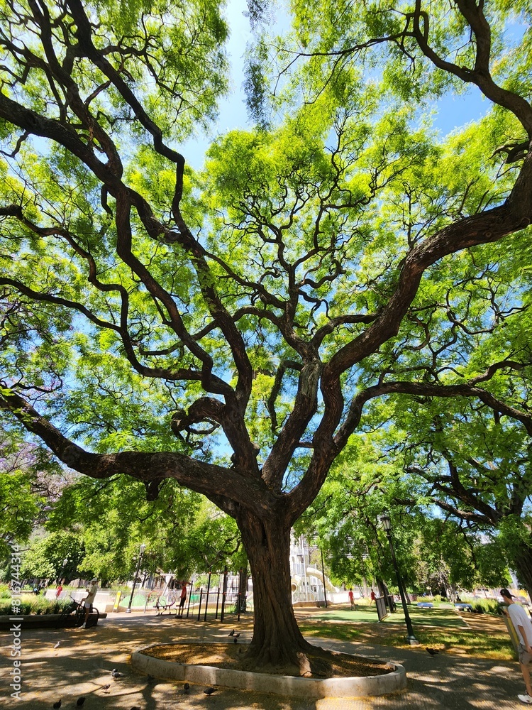 there is a huge tree in the middle of a park