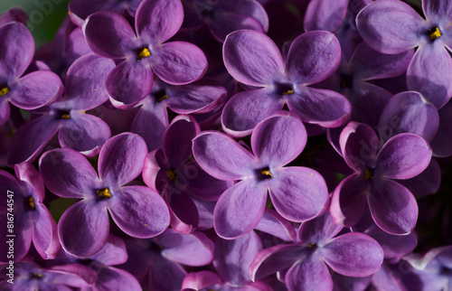 Beautiful purple background from lilac flowers close-up. Spring flowers of lilac.