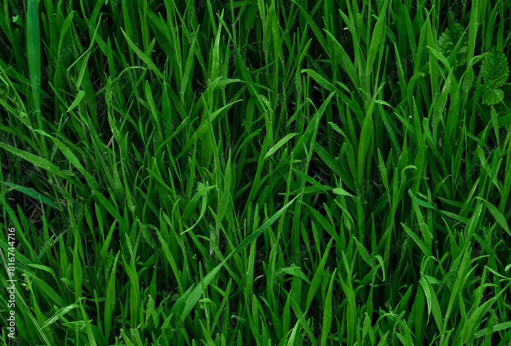 Green leaves pattern background, Natural background and wallpaper Green leaves pattern background, Natural background and wallpaper
