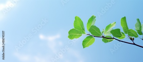 A small leaf of a green treetop against a sky background with ample copy space
