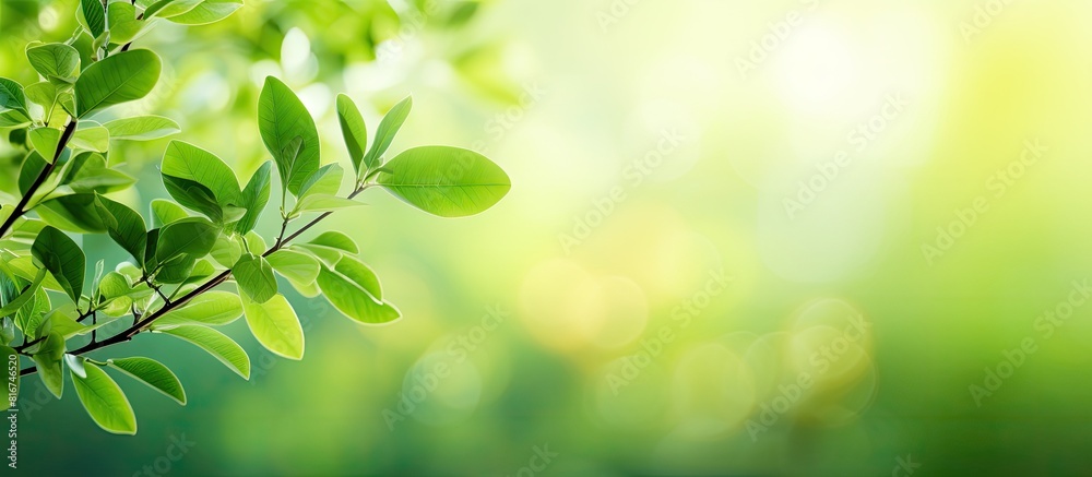 Copy space image of green leaves on a blurred green background Copy space image of green leaves on a blurred green background