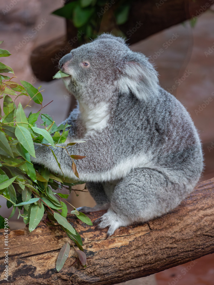 Fototapeta premium Koala perched atop a tree, while munching on leaves at a zoo
