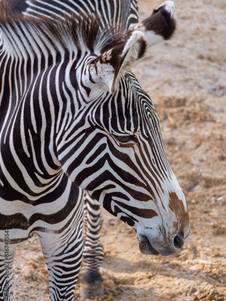 Close-up of a majestic zebra at a zoo Close-up of a majestic zebra at a zoo