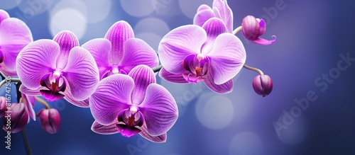 A visually striking purple orchid with a softly blurred background creating an ideal copy space image