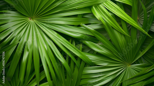 Striped of palm leaf, Abstract green texture background.