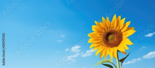 A vibrant yellow sunflower stands tall in front of a clear blue sky providing an ideal copy space image