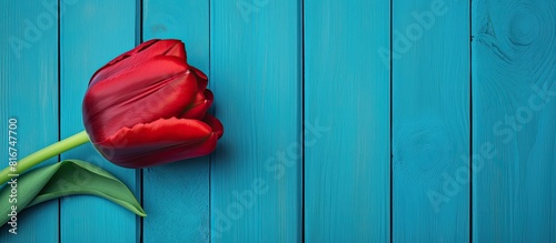 A vibrant red tulip stands out against a turquoise blue wood backdrop providing ample space for text or other elements in the image #816747700