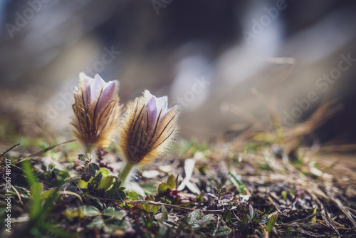 Pulsatilla montana, a anemone flower on a mountain meadow in the austrian alps in the hohe tauern national park at a spring day
