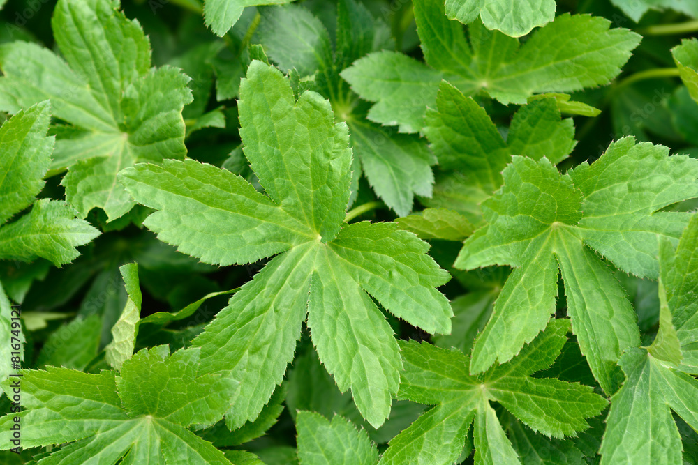 Carnic masterwort leaves Carnic masterwort leaves