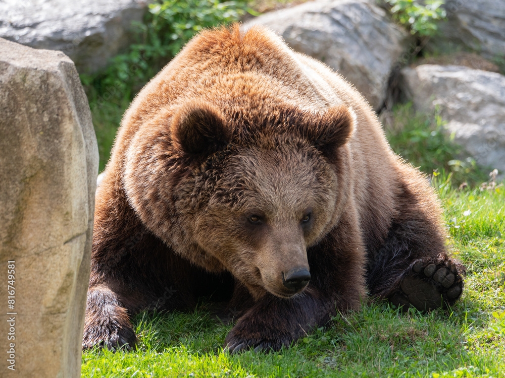 Brown bear resting in the grass near a cluster of large rocks. France Brown bear resting in the grass near a cluster of large rocks. France