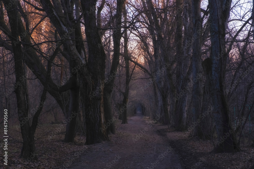 Dark mystical autumn forest at sunset with arches of trees