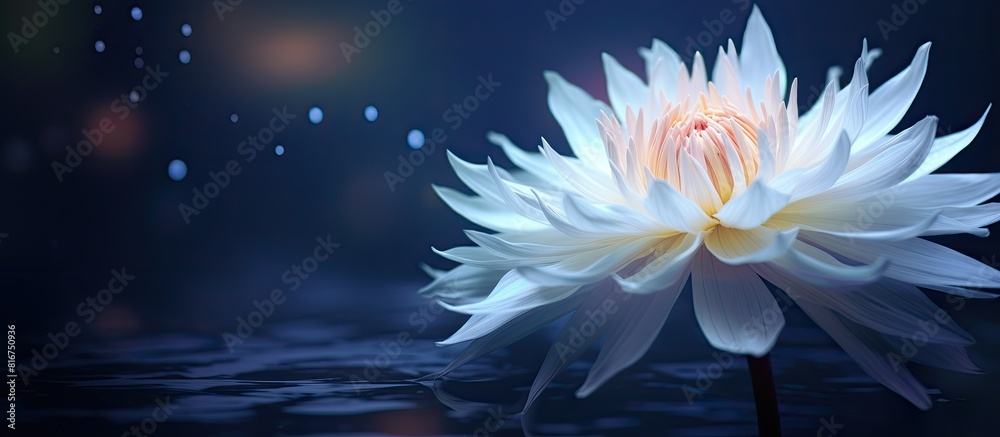 A beautiful bloom in a space with no obstructions perfect for featuring in a copy space image A beautiful bloom in a space with no obstructions perfect for featuring in a copy space image