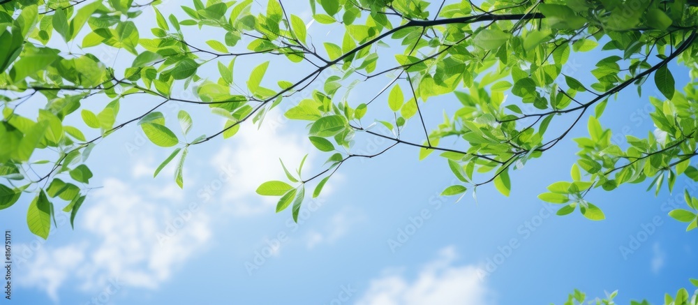 Looking up you ll see a stunning image of slender vibrant green branches against a backdrop of clear blue skies Don t miss the captivating copy space image