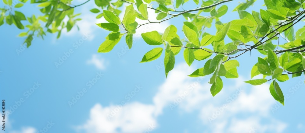 Looking up you ll see a stunning image of slender vibrant green branches against a backdrop of clear blue skies Don t miss the captivating copy space image Looking up you ll see a stunning image of slender vibrant green branches against a backdrop of clear blue skies Don t miss the captivating copy space image