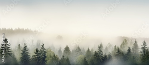 Misty forest with pine trees creating a scenic copy space image