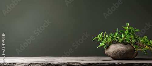 A natural looking grey wooden stand adorned with a lush green branch providing ample copy space for any desired content photo