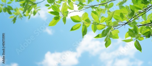 Looking up you ll see a stunning image of slender vibrant green branches against a backdrop of clear blue skies Don t miss the captivating copy space image photo