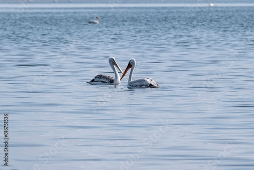 Beautiful pair of Dalmatian Pelicans on a spring lake, endangered birds on Sorbulak Lake in Almaty, Kazakhstan.