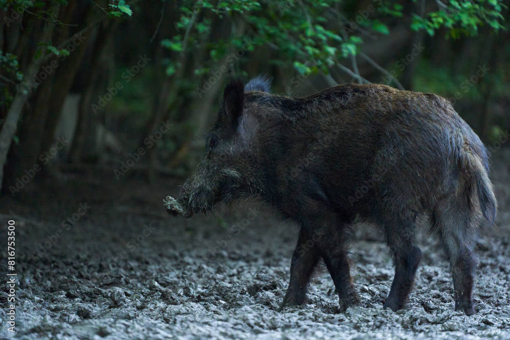 Juvenile wild hog rooting in the forest Juvenile wild hog rooting in the forest