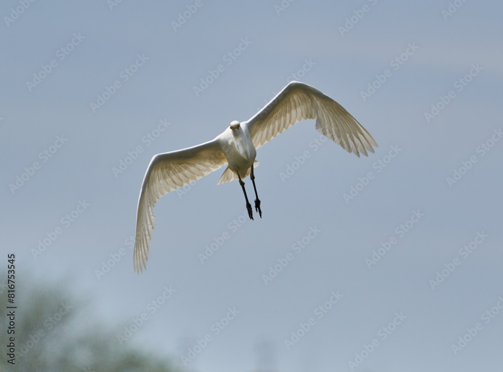 Obraz premium Great egret in flight