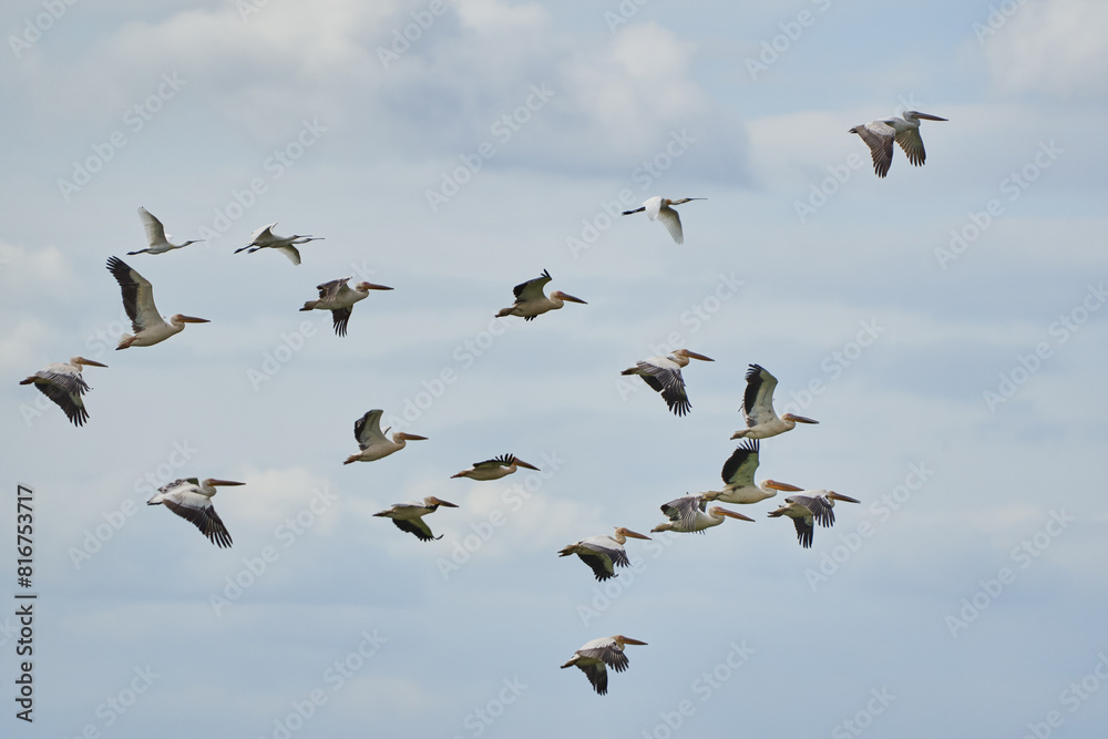 Fototapeta premium Flock of pelicans in flight
