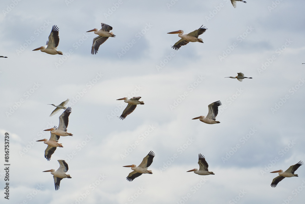 Fototapeta premium Flock of pelicans in flight