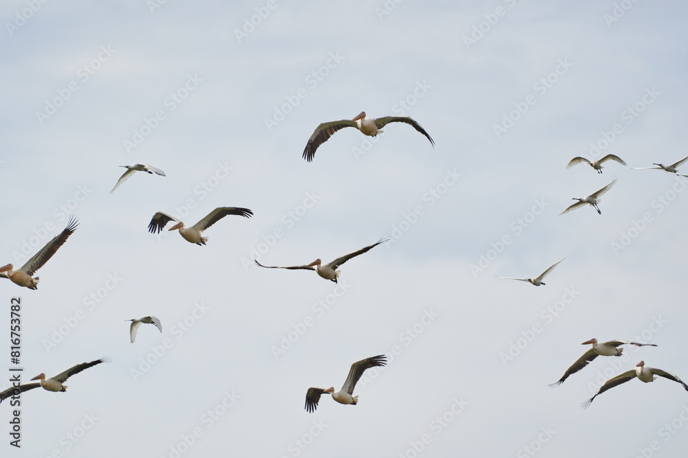 Flock of pelicans in flight