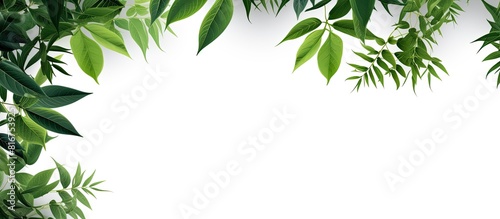Tropical tree branches with leaves isolated on a white background creating a lush green foliage backdrop and providing room for a copy space image