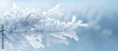 A branch of a spruce tree covered in frost creating a beautiful copy space image of rime