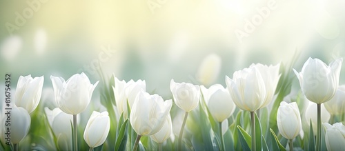 A background image featuring white tulips in a spring garden Perfect as a design element for postcards or any other creative copy space image #816754352