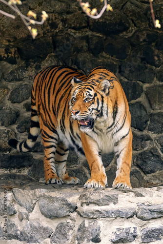 adult tiger in a zoo bares its teeth and growls