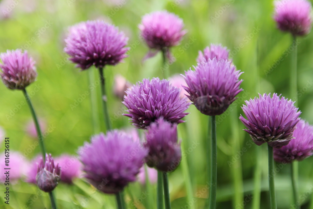 beautiful blooming chives with purple flowers and a green background in a vegetable garden beautiful blooming chives with purple flowers and a green background in a vegetable garden