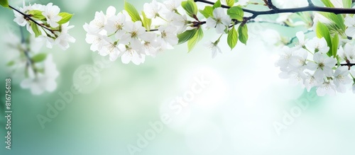 A stunning cherry tree branch with blooming flowers symbolizes the arrival of spring The image showcases a blurred green backdrop providing a perfect copy space for text