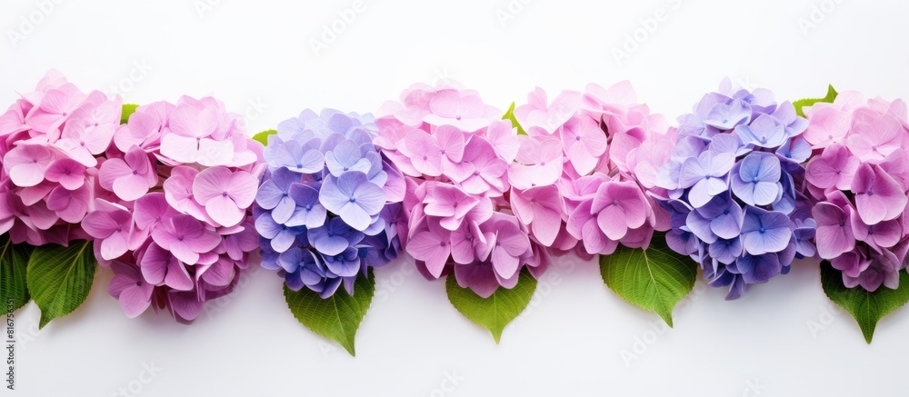 custom made wallpaper toronto digitalA copy space image of hortensia flowers set against a plain white backdrop