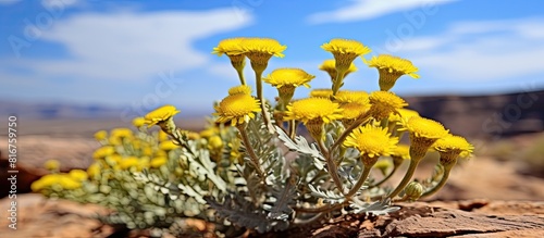 Flora of Gran Canaria Tanacetum ptarmiciflorum silver tansy endemic to the island and Endangered species leaves background. copy space available photo