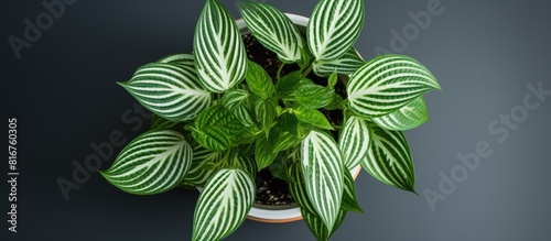 Dumb cane aka tuftroot plant growing fertilely on pot top view. copy space available photo