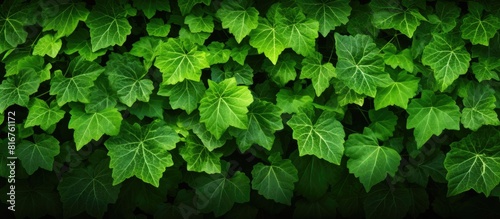 Closeup of bunch of wild grapevine leaves in bright sunlight Green living fence overgrown with climbing plant Fresh luxuriant foliage texture. copy space available
