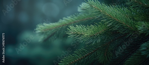 Closeup of evergreen branches Fluffy fir pine tree brunch close up Christmas wallpaper concept Copy space