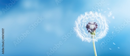 a close up of a bright dandelion with a blurry blue background. copy space available