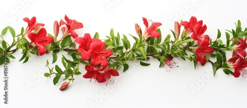 Red Alstroemeria with green ivy on white background. copy space available