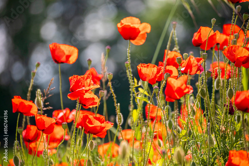 Una moltitudine di papaveri cresciuti in un campo di grano