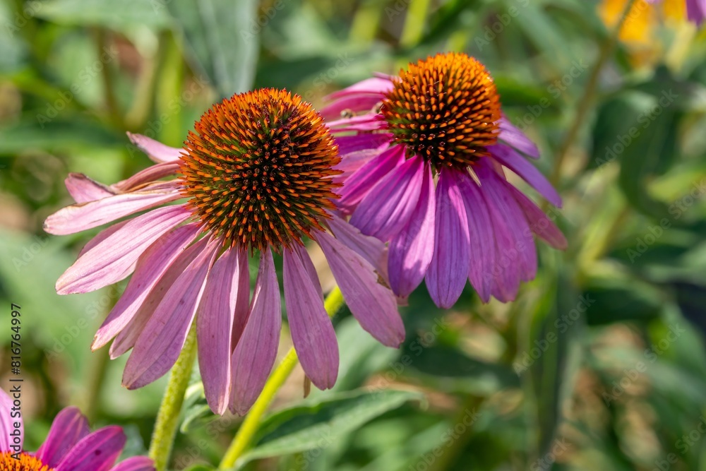 a close up of three bright pink flowers in a field a close up of three bright pink flowers in a field