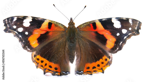 Vanessa atalanta butterfly isolated on white background