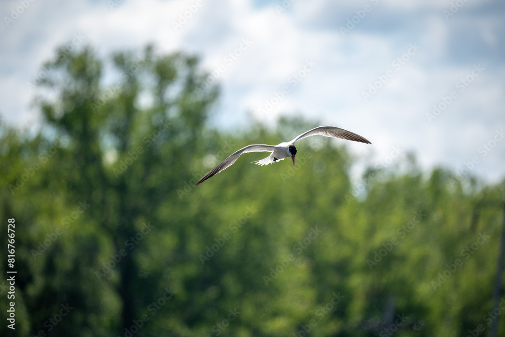 a bird flies over a large tree in front of some trees a bird flies over a large tree in front of some trees