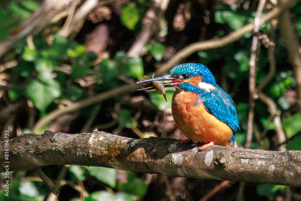 Adorable kingfisher with fish on the branch Adorable kingfisher with fish on the branch