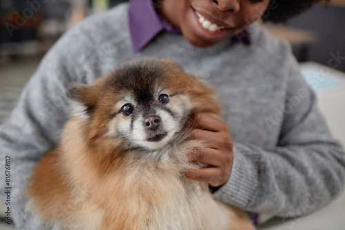 Close up portrait of cute senior dog sitting in lap of smiling African American woman and enjoying pets copy space