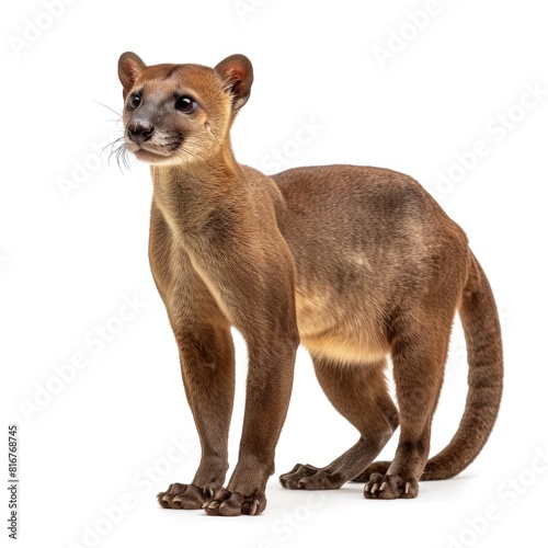 Fossa standing side view isolated on white background, photo realistic.