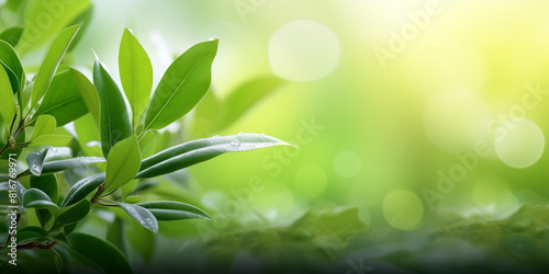 Beautiful nature view green leaf blurred background  vibrant green leaves with dew drops against a softly blurred green background