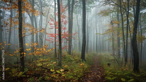 Enigmatic mist covered woods